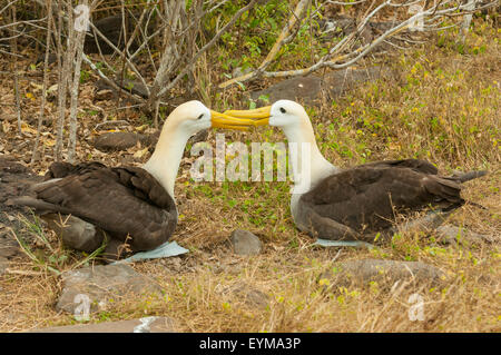 Phoebastria Irrorata, paar von winkte Albatrosse, Espanola Insel, Galapagos-Inseln, Ecuador Stockfoto