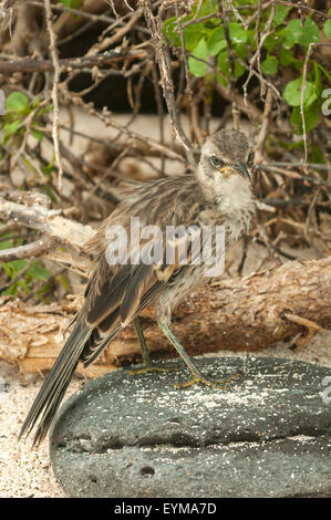 Mimus Macdonaldi, Espanola Mockingbird, Espanola Insel, Galapagos-Inseln, Ecuador Stockfoto