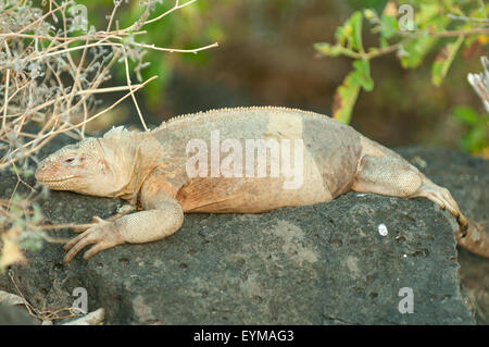 Conolophus Subcristatus, Land Iguana, Sante Fe Insel, Galapagos-Inseln, Ecuador Stockfoto