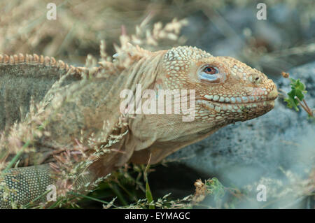 Conolophus Subcristatus, Land Iguana, Sante Fe Insel, Galapagos-Inseln, Ecuador Stockfoto