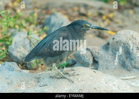 Butorides Sundevalli, Lava Heron, Sante Fe Insel, Galapagos-Inseln, Ecuador Stockfoto