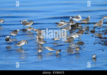 Phalaropes am See Abert, Lakeview Bezirk Bureau of Landmanagement, Oregon Stockfoto