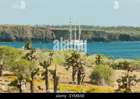 Kakteen Bäume auf South Plaza Island, Galapagos-Inseln, Ecuador Stockfoto