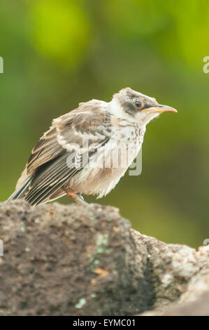 Mimus Parvulus, Galapagos Mockingbird, Puerto Ayora, Santa Cruz, Galapagos-Inseln, Ecuador Stockfoto