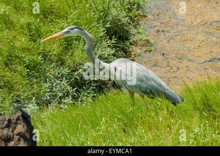 Ardea Herodias, Great Blue Heron am Moreno Punkt Lagune, Isabela Island, Galapagos-Inseln, Ecuador Stockfoto