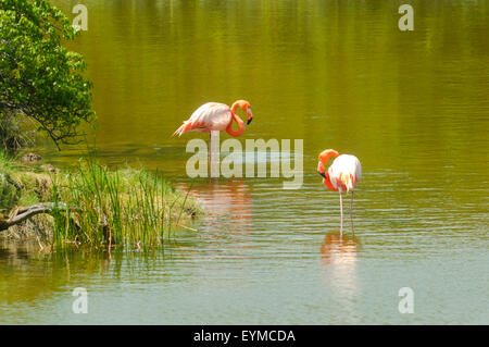 Phoenicopterus Ruber, größere Flamingos auf Isabela Island, Galapagos-Inseln, Ecuador Stockfoto