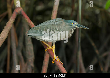 Butorides Striata, gerastert Heron in Elizabeth Bay, Insel Isabela, Galapagos-Inseln, Ecuador Stockfoto