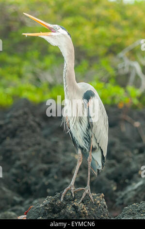 Ardea Herodias, Great Blue Heron in Elizabeth Bay, Insel Isabela, Galapagos-Inseln, Ecuador Stockfoto