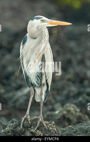 Ardea Herodias, Great Blue Heron in Elizabeth Bay, Insel Isabela, Galapagos-Inseln, Ecuador Stockfoto