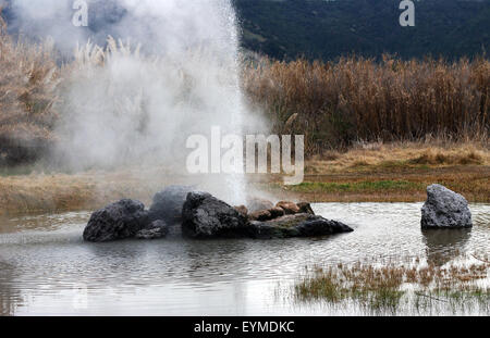 Geysir-Ausbruch in Calistoga, Kalifornien. Stockfoto