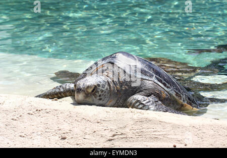 Große Schildkröte auf Sand in der Nähe von Wasser Stockfoto