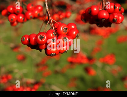 Leuchtend rote Beeren auf Ast Stockfoto