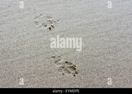 Hund-Fußspuren im nassen Sand am Strand Stockfoto