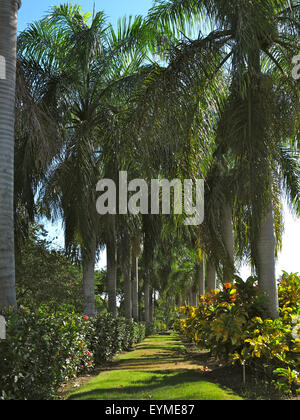 Karibik, Dominikanische Republik, Punta Cana, Playa Bavaro Stockfoto