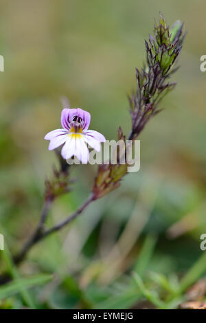 Zwerg-Augentrost, Euphrasia Minima, Blüte, Herbst Stockfoto