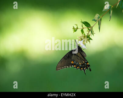 Östliche Tiger Schwalbenschwanz Schmetterling (Papilio Glaucus) ernähren sich von Gartenblumen Stockfoto