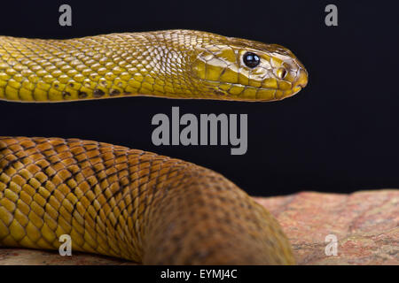 Im Inland Taipan (Oxyuranus Microlepidotus) Stockfoto