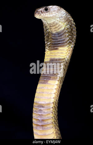 Oxus Kobra (Naja Oxiana) Stockfoto