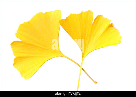 Ginkgoblaetter, Ginkgo, Biloba, Mit Herbstfaerbung, Herbst, Stockfoto