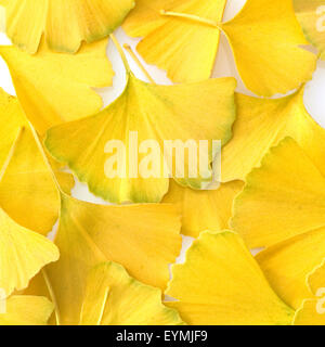 Ginkgoblaetter, Ginkgo, Biloba, Mit Herbstfaerbung, Herbst, Stockfoto