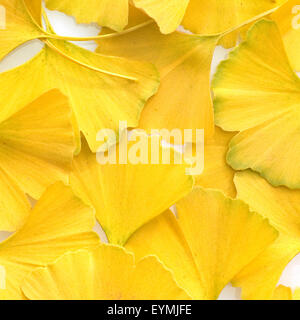 Ginkgoblaetter, Ginkgo, Biloba, Mit Herbstfaerbung, Herbst, Stockfoto