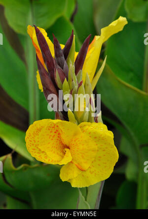 CANNA Lily Yellow König Humbert Stockfoto