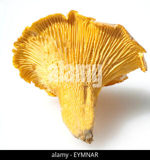 Pfifferlinge; Pfifferling; Eierschwamm; Eierschwämmen; Cibarius; E Stockfoto