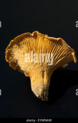 Pfifferlinge; Pfifferling; Eierschwamm; Eierschwämmen; Cibarius; E Stockfoto