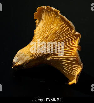Pfifferlinge; Pfifferling; Eierschwamm; Eierschwämmen; Cibarius; E Stockfoto
