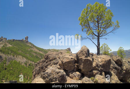 Im Landesinneren zentrale Gran Canaria, Caldera de Tejeda, kanarische Kiefern und Roque Nublo Stockfoto