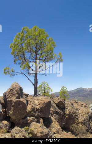 Im Landesinneren zentrale Gran Canaria, Caldera de Tejeda, kanarische Kiefern Stockfoto