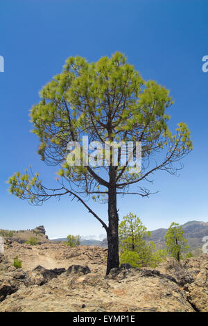 Im Landesinneren zentrale Gran Canaria, Caldera de Tejeda, kanarische Kiefern Stockfoto