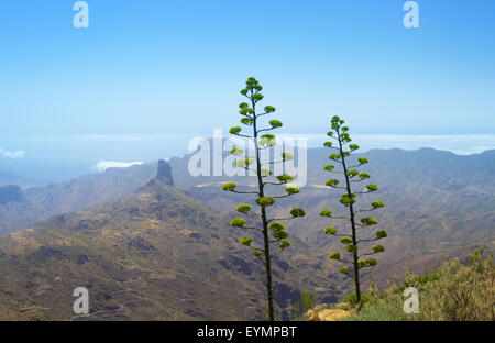 Im Landesinneren zentrale Gran Canaria, Caldera de Tejeda, zwei blühende Spitzen der Agave Americana im Vordergrund Stockfoto