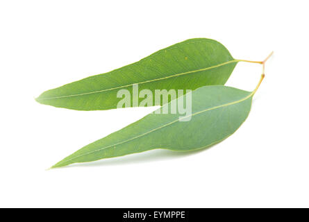 Eukalyptus-Blätter Stockfoto