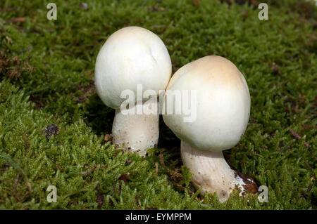 Waldchampignon, Wald-Champignon Agaricus, Silvaticus, Stockfoto