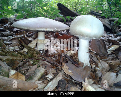 Waldchampignon, Wald-Champignon Agaricus, Silvaticus, Stockfoto