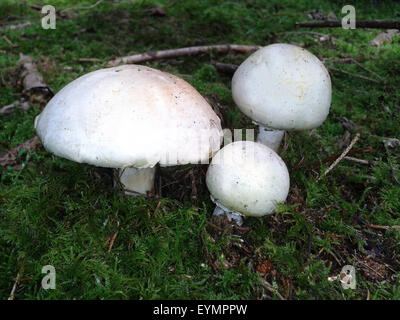 Waldchampignon, Wald-Champignon Agaricus, Silvaticus, Stockfoto