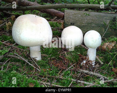 Waldchampignon, Wald-Champignon Agaricus, Silvaticus, Stockfoto