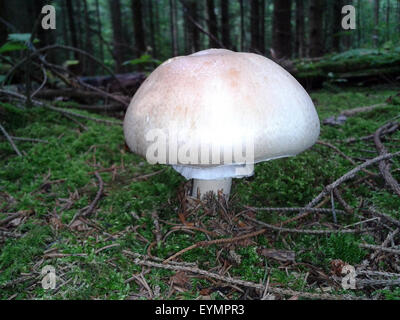 Waldchampignon, Wald-Champignon Agaricus, Silvaticus, Stockfoto