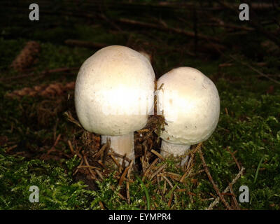 Waldchampignon, Wald-Champignon Agaricus, Silvaticus, Stockfoto