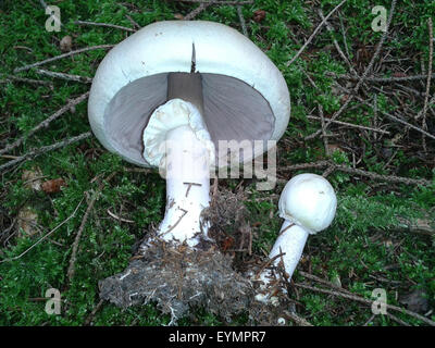 Waldchampignon, Wald-Champignon Agaricus, Silvaticus, Stockfoto