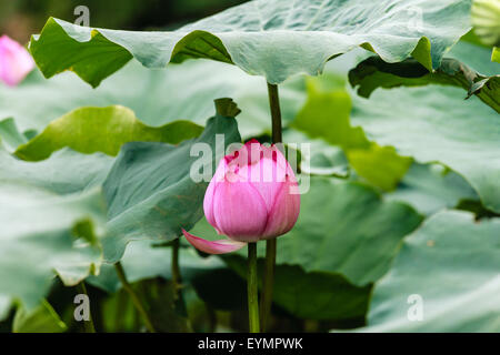 Lotus im Teich in Hanoi, Vietnam Stockfoto