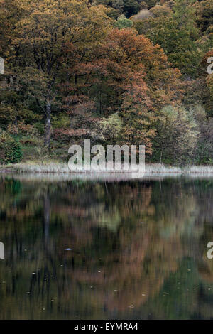 Die herbstlichen Baum im Wasser der derwentwater im Nationalpark Lake District in Cumbria England widerspiegelt. Stockfoto