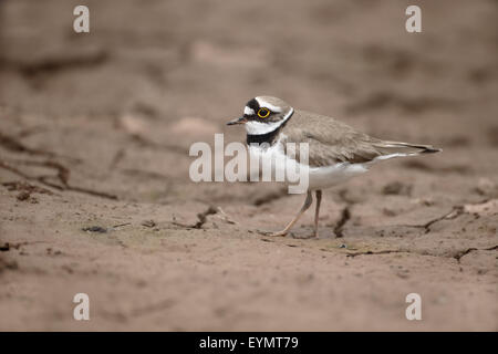 Kleinen beringt Regenpfeifer Charadrius Dubius, einzelne Vogel auf Schlamm, Warwickshire, Juli 2015 Stockfoto