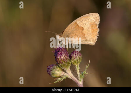 Wiese braun Schmetterling, Maniola Jurtina, einzelne Insekt, Warwicjshire, Juli 2015 Stockfoto