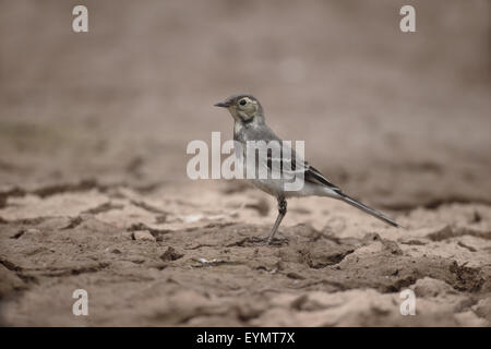 Trauerschnäpper Bachstelze, Motacilla Alba, single Jungvogel auf Schlamm, Warwickshire, Juli 2015 Stockfoto