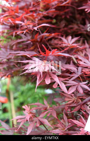 Acer Palmatum Aratama oder auch bekannt als japanische Ahorn Stockfoto