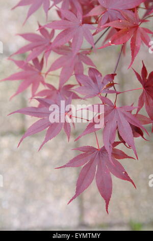 Acer Palmatum Aratama oder auch bekannt als japanische Ahorn Stockfoto