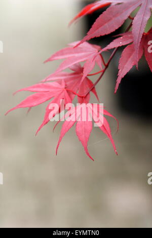 Acer Palmatum Aratama oder auch bekannt als japanische Ahorn Stockfoto