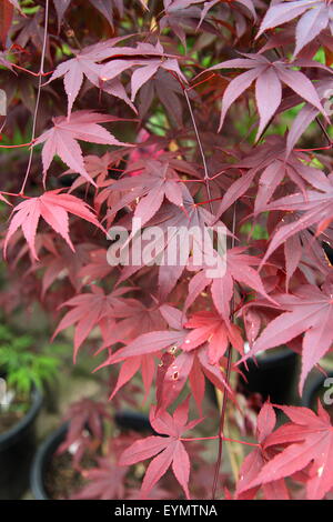 Acer Palmatum Aratama oder auch bekannt als japanische Ahorn Stockfoto